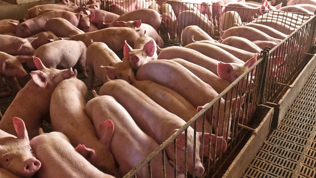 pigs in a pig farm