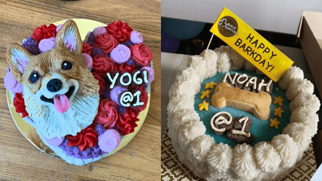 Where to order dog cakes and cat cakes for National Pet Day