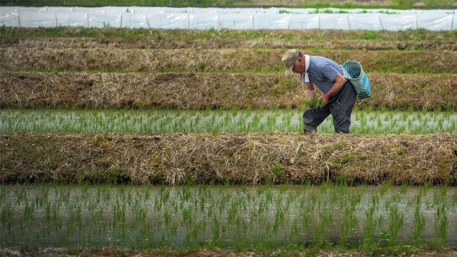 rice farmer in rice paddies on a farm
